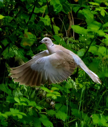 Eurasian Collared dove in flight. Oregon 2025