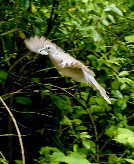 Picking up speed, Eurasian Collared Dove in my yard, flying away because the mail lady's truck is headed our way.