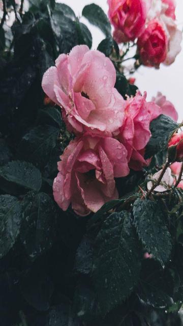 pink roses, covered in dew, against a background of dew-covered foliage and a bright sky
