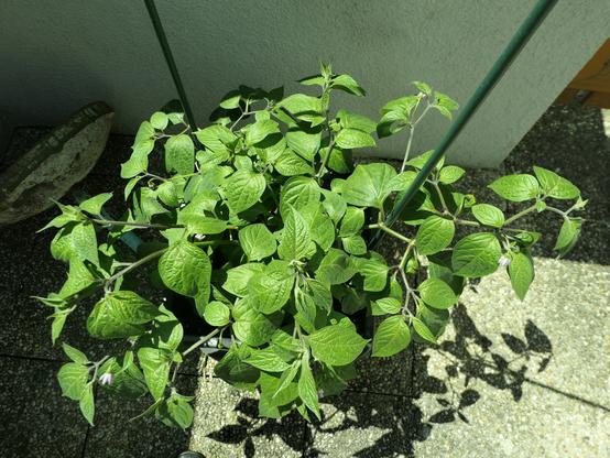Eine ausladend wachsende Chilipflanze in einem Topf auf Waschbetonplatten stehend. Einzelne violette Blüten sind erkennbar, und wer genau schaut, sieht auch erste Chilibeeren.