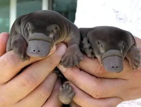 Two babby platypodes with their characteristic 'just woke up' expression (they peer through narrow apertures in their puffy faces).