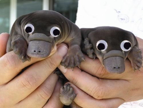 Some wag has photoshopped 5 cent ('nickel') sized googly eyes onto the babby platypodes.