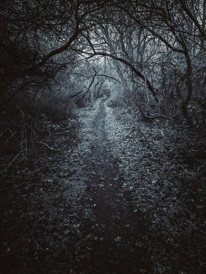 A long, narrow, and dark pathway winds through a dense, overgrown forest. The path itself is covered in fallen leaves and debris, with bare, gnarled tree branches forming an archway overhead, creating a tunnel-like effect. The scene has a somewhat eerie and mysterious atmosphere, with limited light filtering through the thick canopy.