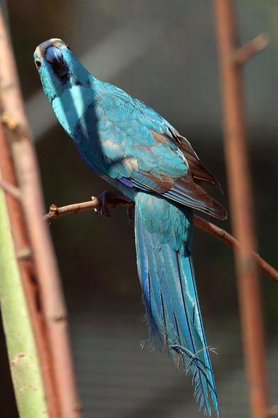 Ein blau gefiederter Vogel sitzt auf einem Zweig und schaut Richtung Kamera.