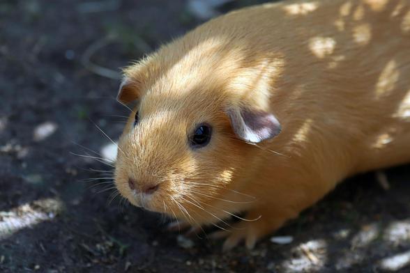 Ein kurzhaariges, hellbraunes  Meerschweinchen scheint neugierig zu schauen.