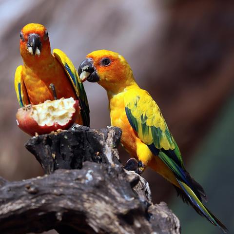 Zwei bunt gefiederte Vögel essen gemütlich einen Apfel.