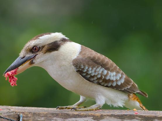 A Kookaburra, on a wooden handrail, with some meat in its beak.