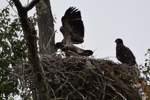 Eaglet pair in nest, getting ready to fledge
Bigfork, MT-June 21st, 2025
Bald Eagle Nesting Pair - Haliaeetus leucocephalus
#birds #eaglet #eagle #bigforkmt #flathead #eaglebend #nature #photography #wildlife #fledge
#Animalia #Craniata #Aves #Accipitriformes #Accipitridae #Haliaeetus #leucocephalus