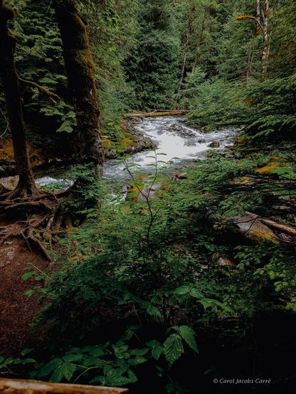 This view of the Tye River rushing into a narrow spot shows why kayakers love this area.  The crystal clear waters crash over rocks creating lovely white water flowing between heavily wooded banks. Each shore is lined by huge slabs of granite is various shades of gray, plastered with moss and lichens. The woods are mostly moss covered, extremely tall evergreens: hemlock, redcedar, whose understory is full of ferns and huckleberries hanging over the top of the granite walls above the river.