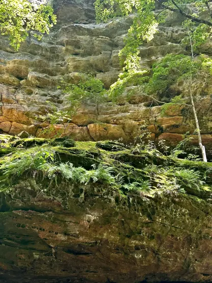 A rocky cliff face glows warm in afternoon sunlight. Moss, ferns, and even small trees grow on the rocks