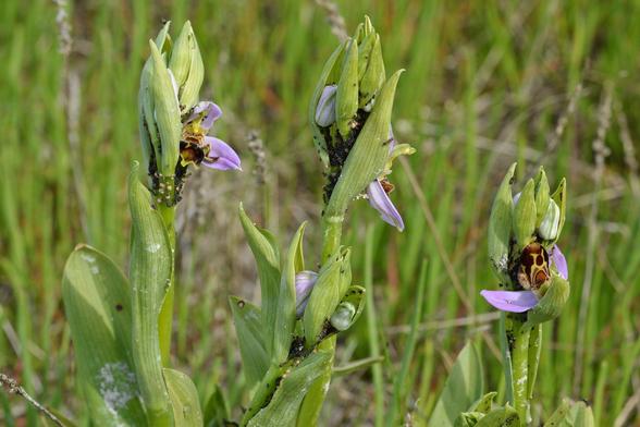 A photo of bee orchid with aphids on it.
