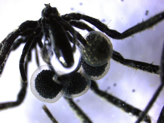 Genetic toggles, undersea farmers and exploding rockets