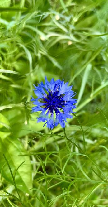 One native blue for shower in green foliage.