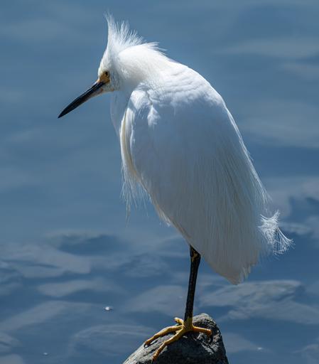 A Snowy Egret perched on a rock near water.  It is a medium sized white water bird with long black legs, yellow feet, and long pointed black bill and yellow where the bill meets the head, up to the yellow eyes.  Other than that all white, and its long neck is curled up in this shot.  The wind is catching the plumes on the back of the head and back.  Calm water and rocks can be seen below the surface.