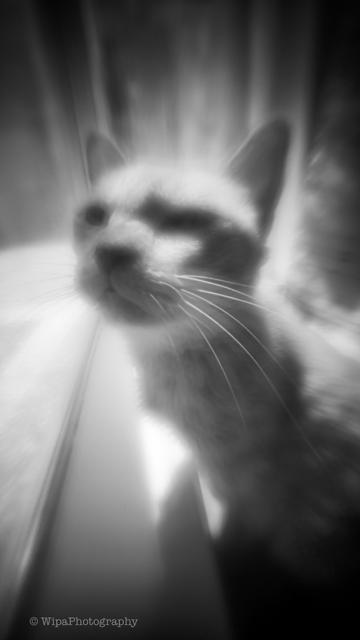 Image of a cat by a window with a narrow ledge