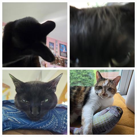 Collage of 4 photographs. The top two are blurry photographs of a black cat. On the top left she covers her face with her paw as she cleans herself.  On the top right she sniffs the camera so her eyes and the top of her head fill the image. In the bottom left photo her face is more in focus as she hangs her head over the edge of a blue pillow and glares at the camera with hal open eyes. In the bottom right photo a calico cat poses adorably in a well lit spot holding a toy fish between her front legs.