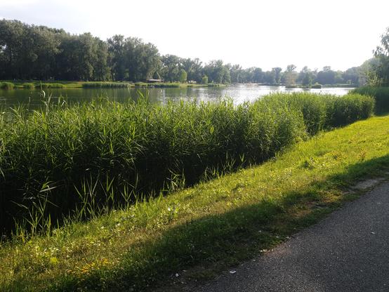 gras und schilf trennt den gehweg vom badesee