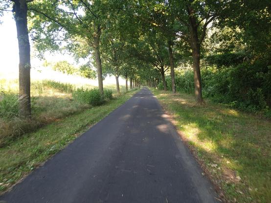 der radweg wird seitlich vom gras und hohen bäumen flankiert. es ist schattig.