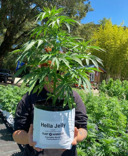 A cannabis plant, about 2 feet tall, in a 2 gallon white plastic pot being held by a person who is hidden behind it. The label on the pot says "Hella Jelly".