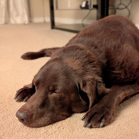 A chocolate lab is sleeping on the carpet.