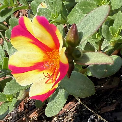 Yellow and red purslane flower