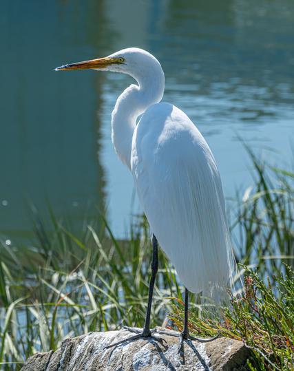 A Great Egret, and large all white water bird with long black legs and feet, a long orange pointed bill and a long curled neck.  This one is perched on a rock with water and grasses in the background.