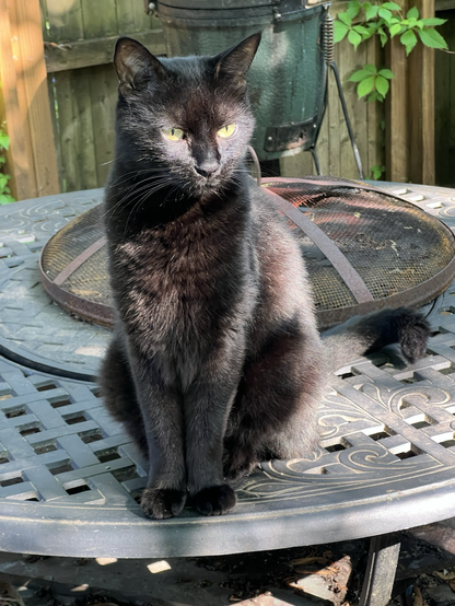 Black cat sitting demurely on a black fire pit table, in sun and shadow.