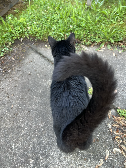 Black cat from behind and above, on a cement patio, tail curled in a question mark, staring intently at a patch of clover flowers. in the grass in front of him.