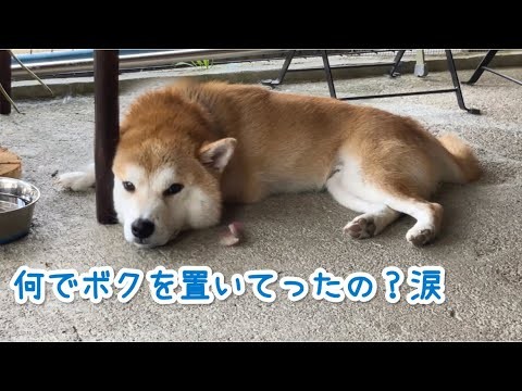 置いて行かれた陽気な柴犬がスネています…わら