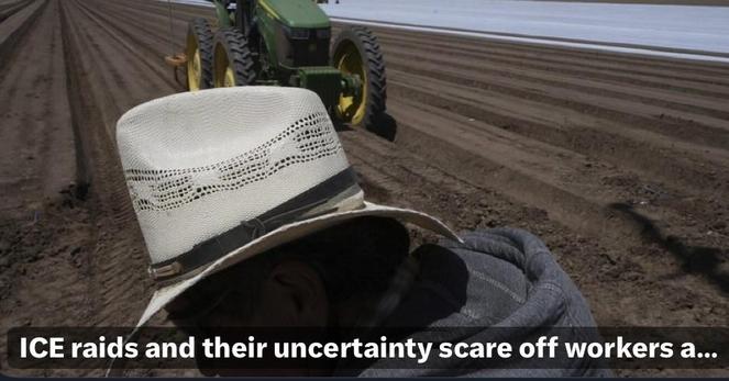 A worker wearing a wide-brimmed hat is seen in a field with freshly plowed rows of soil. A green tractor is visible in the background, and a banner at the bottom references the impact of ICE raids on labor workers.