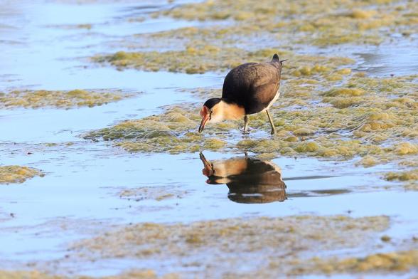 A Comb-crested Jacana standing on some duckweed/algae and leaning over to eat. It is reflected in the water surface.

The bird has a white body, but dark brown wings and back of neck. There is a pale orange flush on the side of the neck and a red comb on top of its head.
