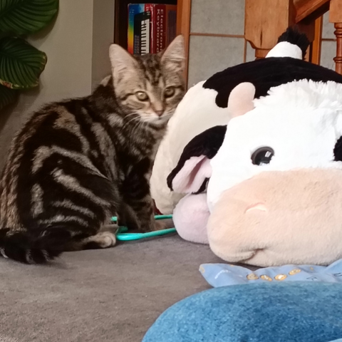 Livy the kitten next to Sebastian the massive cow plushie
