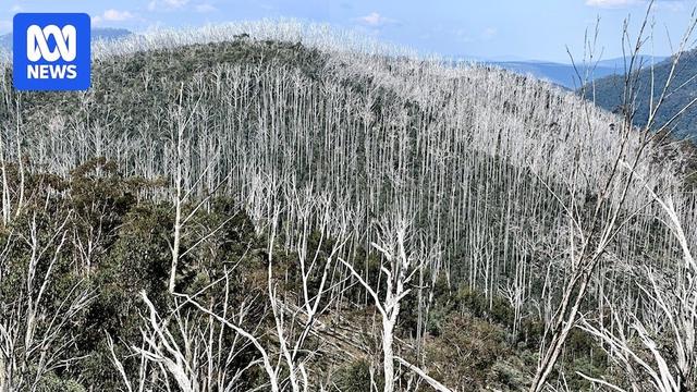 Ending Victoria's timber industry has created a 'time bomb' in the state's mountain ash forests