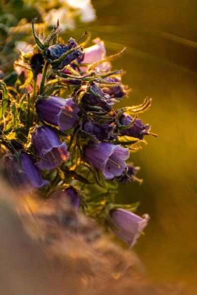Campanula alpina, a delicate alpine bellflower native to the Carpathians, blooms in rocky meadows and high-altitude pastures. Its vibrant violet petals add a touch of color to the mountain.