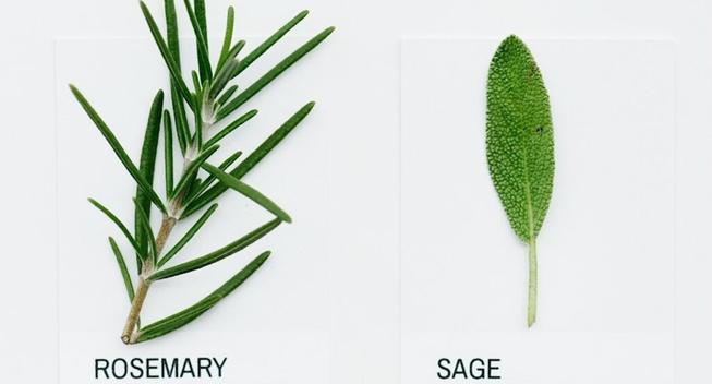 Compound in Rosemary and Sage was Turned into Alzheimer’s Treatment That Boosted Memory and Cut Amayloid