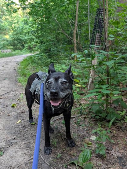 A pointy-eared black dog panting in the woods