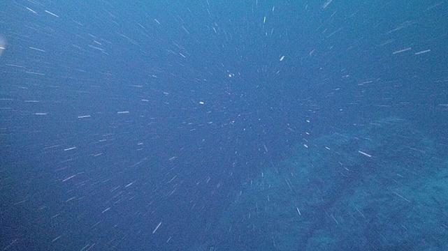 New study uncovers surprising physics of 'marine snow'
