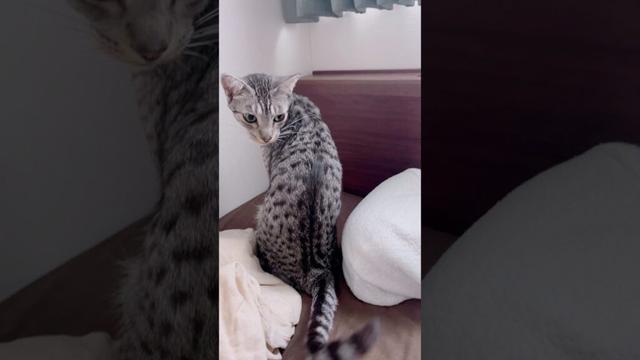 ユキオさんシンタローに冷たい🤣甘えん坊シンタローくん💖#癒し動画 #cat #ねこ#猫のいる暮らし #甘えん坊の猫 #ocicat#bengalcat #ベンガル