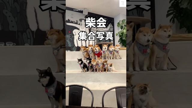 柴会‼️バラけていく柴犬たちが可愛すぎる☺️ #柴犬　#犬　#かわいい犬 #犬のいる暮らし #かわいい