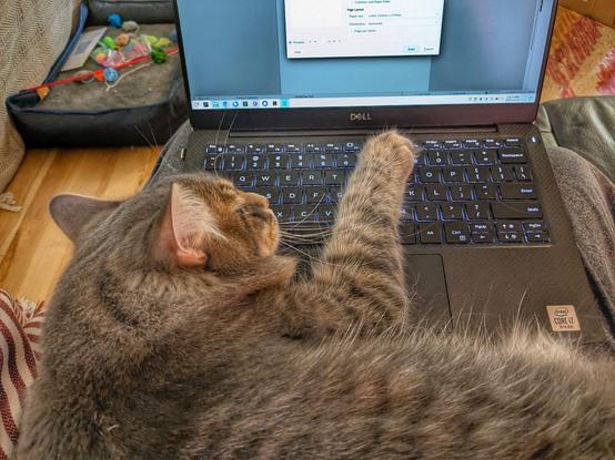 Grey medium-hair tabby cat with one paw resting on a Dell laptop keyboard