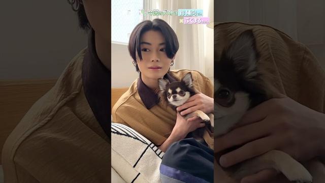 WILD BLUE鈴陽向さんが遊びに来てくれました！（ロングコートチワワ｜月刊わんこ撮影オフショット）#shorts