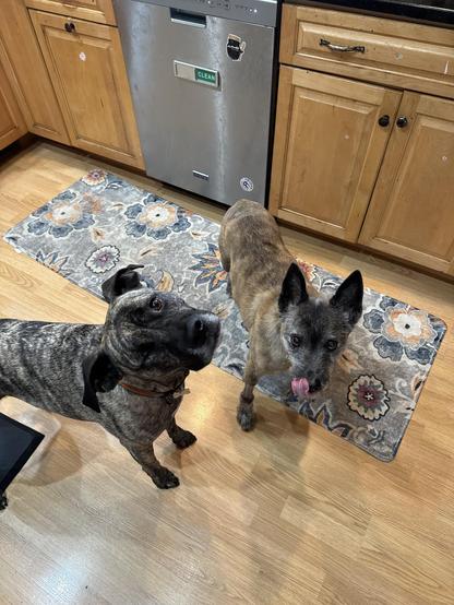 2 dogs