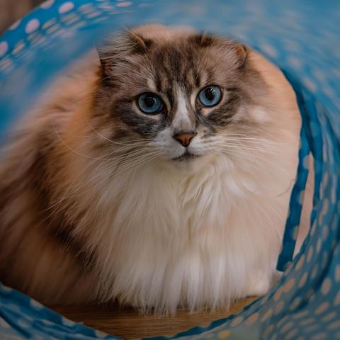 A photo of a fluffy blue-eyed white and brown long haired cat through a blue and white polka dot cat tunnel.