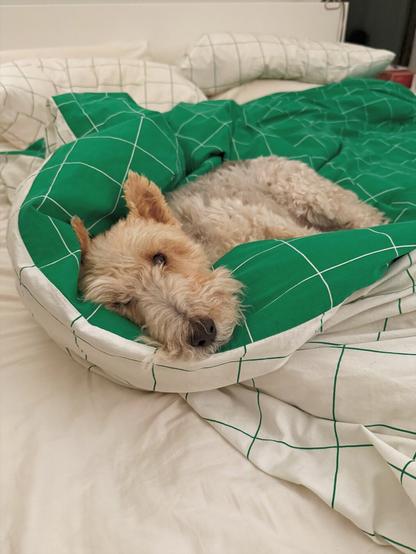 A dog lies cozily on a fluffy green comforter.