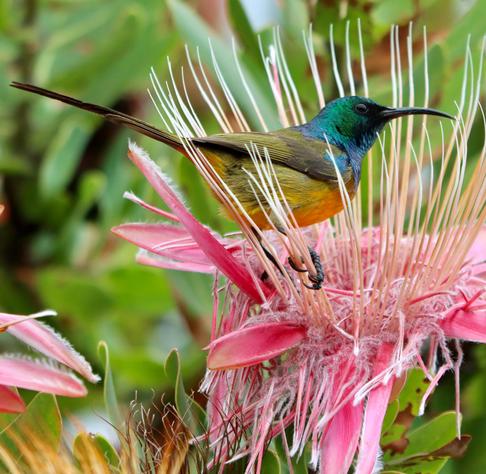 Association with Proteas: Orange-breasted Sunbirds are often strongly associated with fynbos vegetation in South Africa, particularly feeding on the nectar of Protea species, like the flower it's perched on in the image.