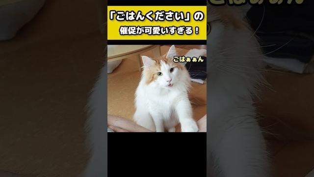 メインクーンの鳴き声 #喋る猫 #猫のいる暮らし #猫 #メインクーン #cat #mainecoon #catlover​  #catshorts​ #cute​ #cutecat​ #fyp​