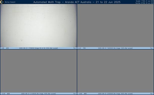 Collage showing insects attracted to light and automatically imaged 1 hour, 2 hours, 4 hours and 6 hours after sunset in Aranda, ACT, Australia on the night of 21 to 22 Jun 2025. The image includes four smaller images collected around the listed times. Each image shows a section of sheet with a variable number of insects attracted to UV and visible light. Number and variety depends on time of year and conditions during the given night. The image is also labeled with basic details of the associated weather and moon phase. For more explanation of the Automated Moth Trap project visit https://amt.hobern.net/ and https://www.flickr.com/photos/dhobern/albums/72177720322426621.