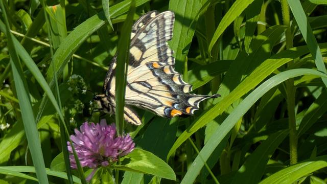 A tiger swallowtail, a yellow butterfly with spots of orange and blue between black stripes, perching on a clover blossom among verdant greenery.
