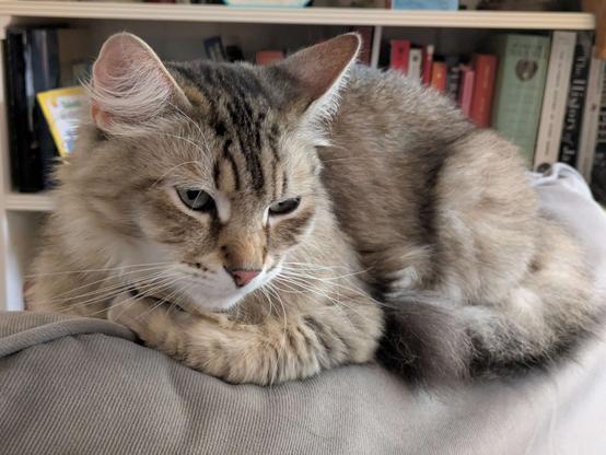 A golden tabby Siberian cat lounging on the back of a chair, a bookcase shelf full of books is behind him. He's looking at the camera with an expression of "put that thing down, I'm trying to sleep."