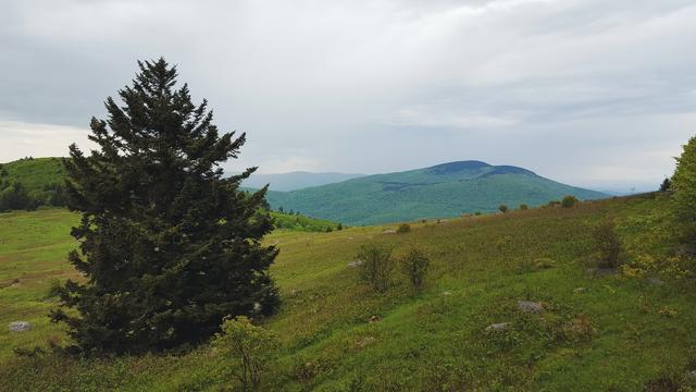 far over a meadowed ridge bearing a single young fir tree lies the neighboring peak, also covered in grassy meadow. The sky is cloudy.